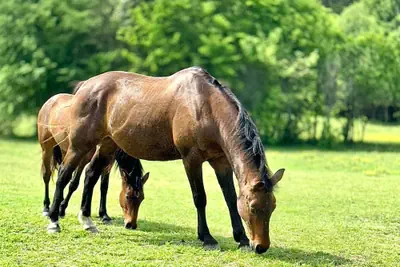 Photo 5 - The Horse Haven
