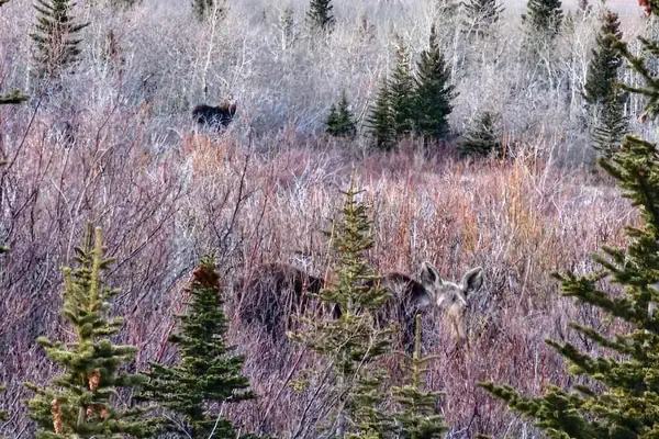 Photo 1 - EGM Cabins & Apartments