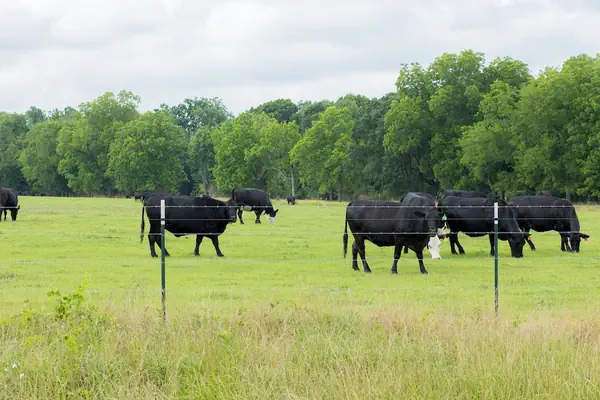 Photo 1 - The Cabins on Rockmine