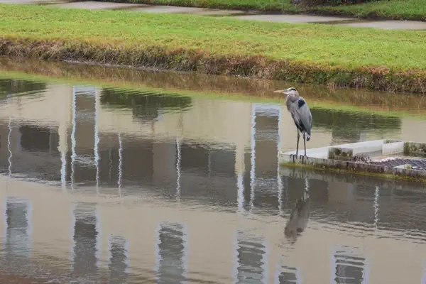 Photo 1 - Ip60304 - Fiesta Key - 3 Bed 2.5 Baths Townhome