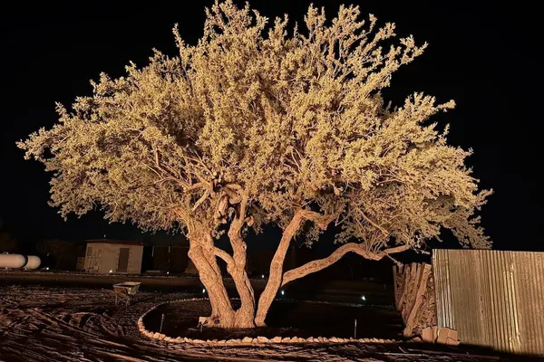 Photo 1 - SaguaroGlamp