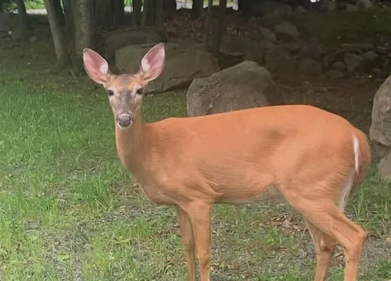 Photo 1 - Poconos Hideaway - Woods & Wildlife