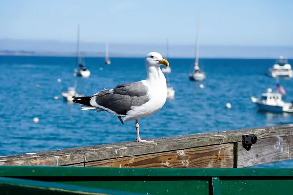 Photo 1 - Capitola Hotel