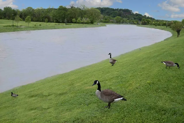 Photo 1 - Econo Lodge Sevierville-Pigeon Forge on the River